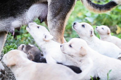 Puppies with mom