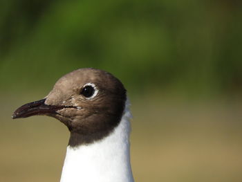 Close-up of a bird looking away