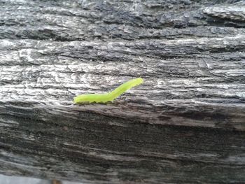 Close-up of wooden planks