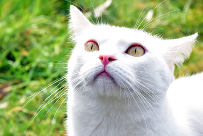 Close-up portrait of cat