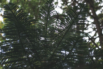 Low angle view of palm tree