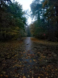 Wet trees in rainy season