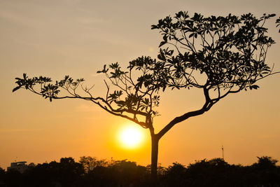 Low angle view of silhouette tree against sky during sunset