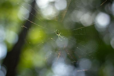 Close-up of spider on web