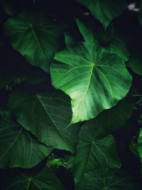 Full frame shot of leaves