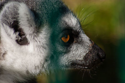 Close-up of animal looking away