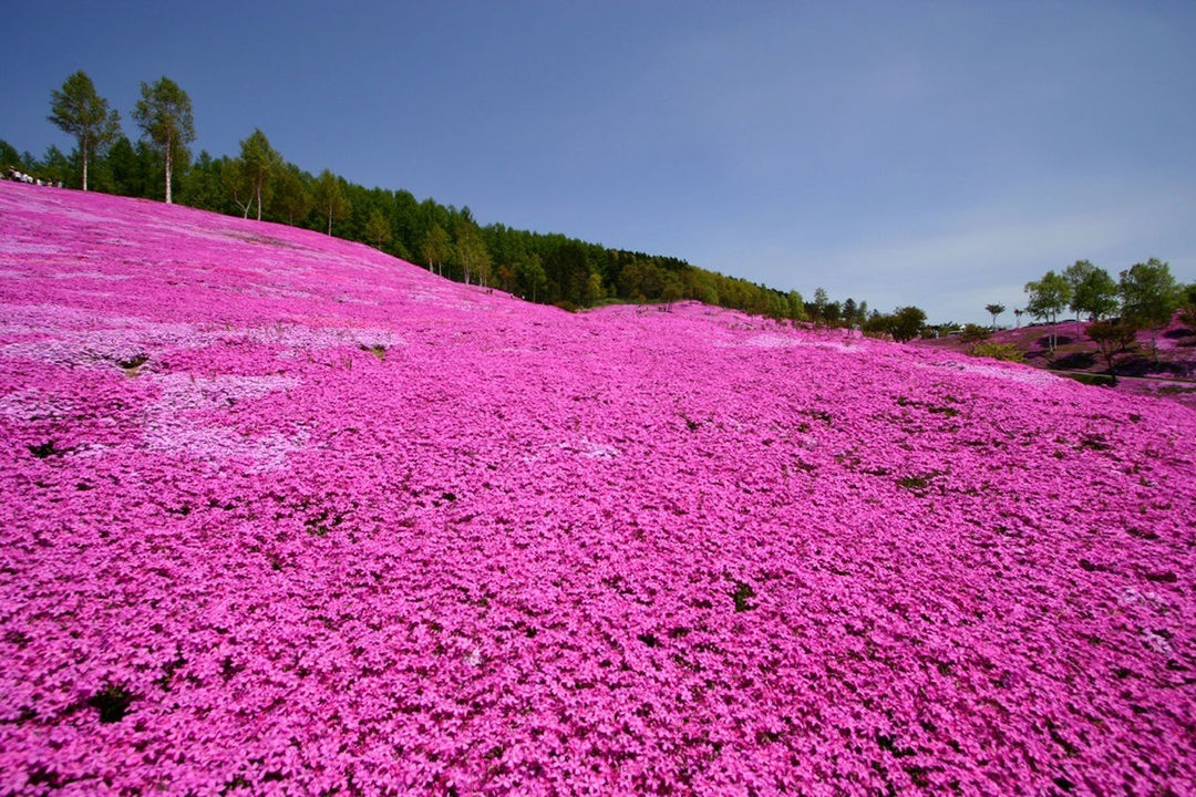 flower, pink color, growth, purple, beauty in nature, tree, nature, clear sky, tranquil scene, tranquility, freshness, plant, pink, scenics, field, fragility, landscape, blue, sky, outdoors