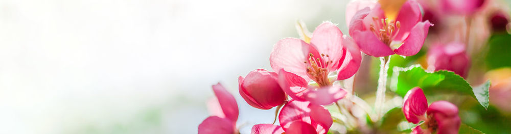 Close-up of pink flower