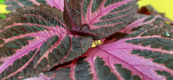 Close-up of leaves on plant