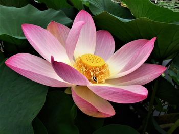 Close-up of lotus water lily in pond