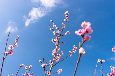 Ripening cherry blossoms on a tree against the background of a blue, spring sky.
