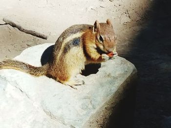 Close-up of squirrel sitting on rock