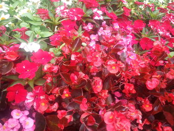 Full frame shot of pink flowers