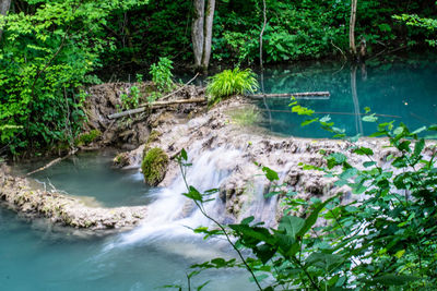 Scenic view of river flowing in forest