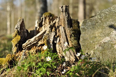 Close-up of moss on rock