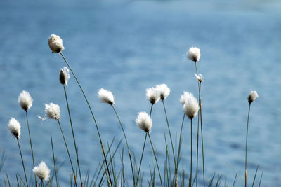 Close-up of flowering plants on field