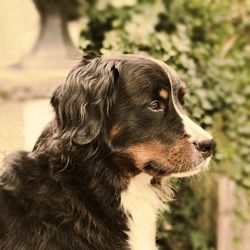 Close-up of bernese mountain dog