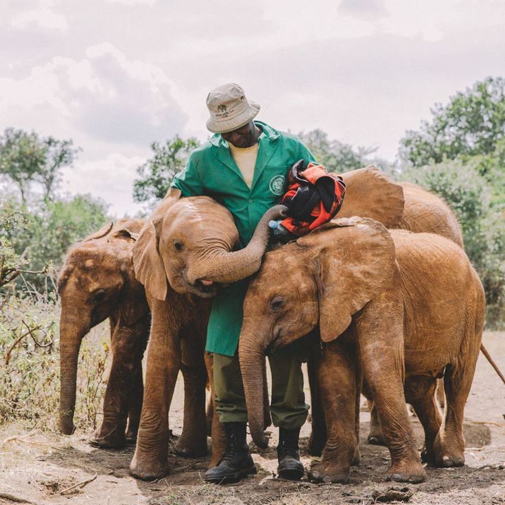 mammal, elephant, indian elephant, full length, adult, men, day, one animal, two people, domestic animals, front view, mid adult, animal wildlife, people, sitting, outdoors, asian elephant, animal trunk