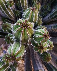 Close-up of fresh green plant