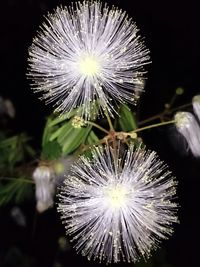Close-up of dandelion