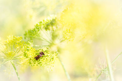 Close-up of beetles mating on yellow flower