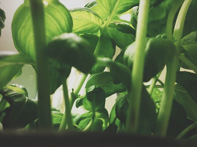 leaf, growth, plant, green color, indoors, potted plant, freshness, close-up, nature, no people, green, growing, day, beauty in nature, sunlight, stem, home interior, window, focus on foreground