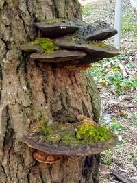 Close-up of moss growing on tree trunk in forest