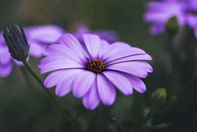 Close-up of purple flower