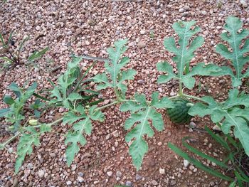 High angle view of plant growing on field