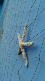 Close-up of lizard