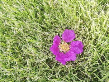 High angle view of purple flower blooming on field