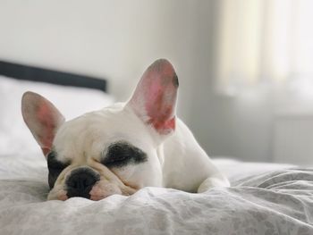 Close-up of a dog sleeping on bed