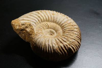 fossil