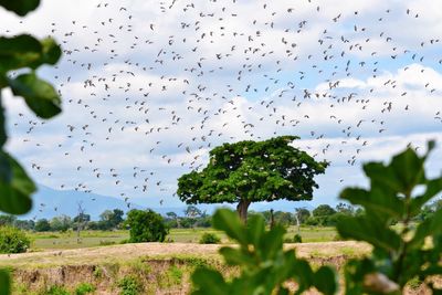 Flock of birds flying in the sky