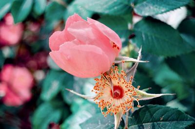 Close-up of pink rose
