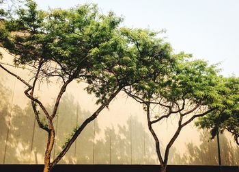 Trees on landscape against sky