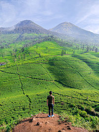 Rear view of man looking at farm