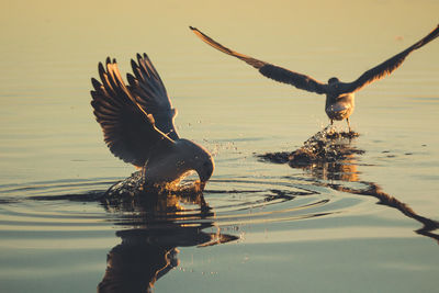 Bird flying over lake