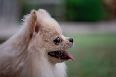 Close-up of a small light brown fluffy pomeranian dog looking away with smile