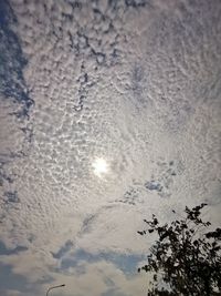 Low angle view of frozen tree against sky