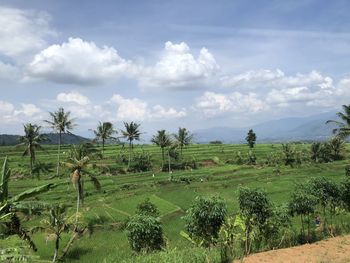 Scenic view of agricultural field against sky