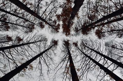 Low angle view of trees in forest during winter