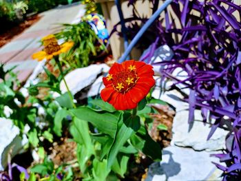 Close-up of flowers blooming outdoors