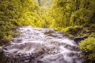 Stream flowing through rocks in forest