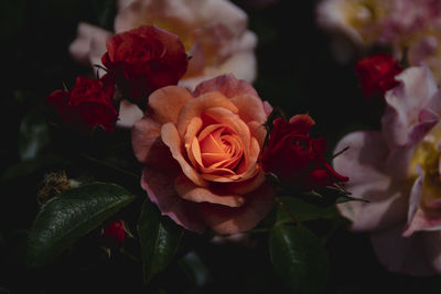 Close-up of rose bouquet