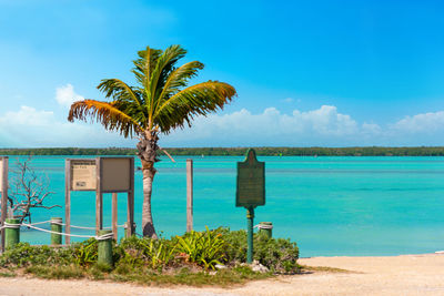 Palm tree by sea against blue sky