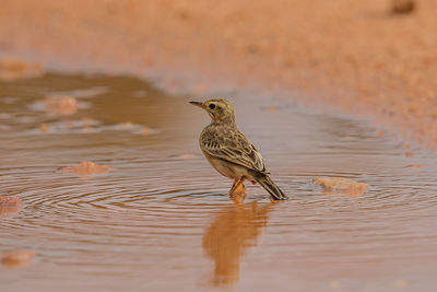 Bird perching on a lake