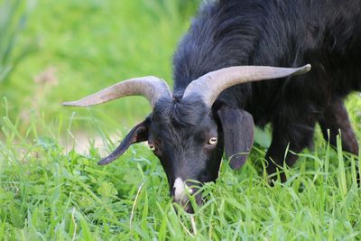 Portrait of cow on grass