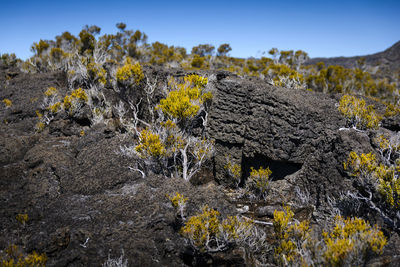 Volcanic vegetation, piton de la fournaise at reunion island
