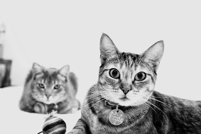 Portrait of cat